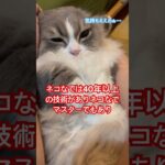 #かわいい猫 #猫のいる暮らし