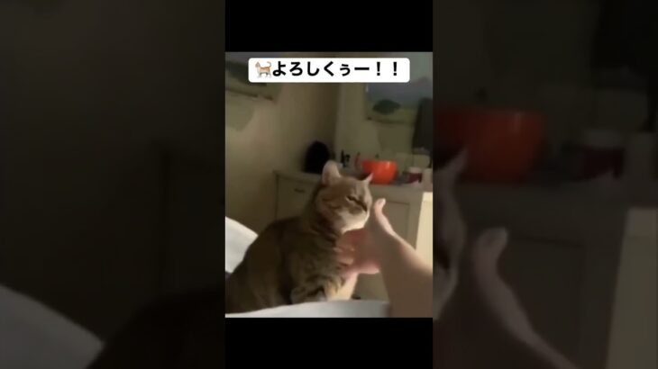 求めれば応えるタイプ🥰 #おすすめ #癒し #猫