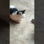 かわいい子猫 #ショートビデオ #猫好き