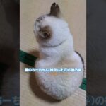 #猫 #飼い猫 #猫のいる暮らし #後ろ姿 #かわいい猫ちゃん #おばあちゃん猫