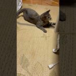 本日も元気にプロレスごっこ #ネコ #ねこ #かわいい猫 #ねこのいる生活