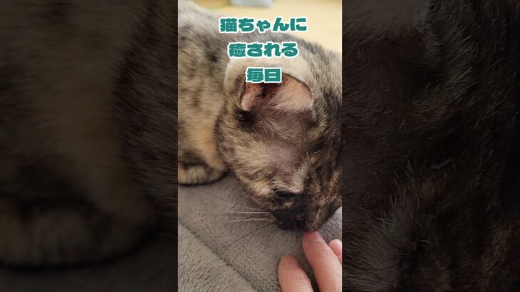 可愛いすぎてストレスゼロ#猫#ネコ #かわいい#癒し