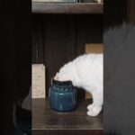 壺に入る猫（動物ハプニング）