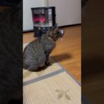 すごい真剣にテレビを見る猫 #かわいい猫 #ねこのいる生活