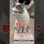 邪魔するねこ😹#ねこ#ねこ動画 #ペット#かわいい猫 #動物好き #らら#ねこ動画 #ねこのいる生活 #ショート動画 @まーりんブログ