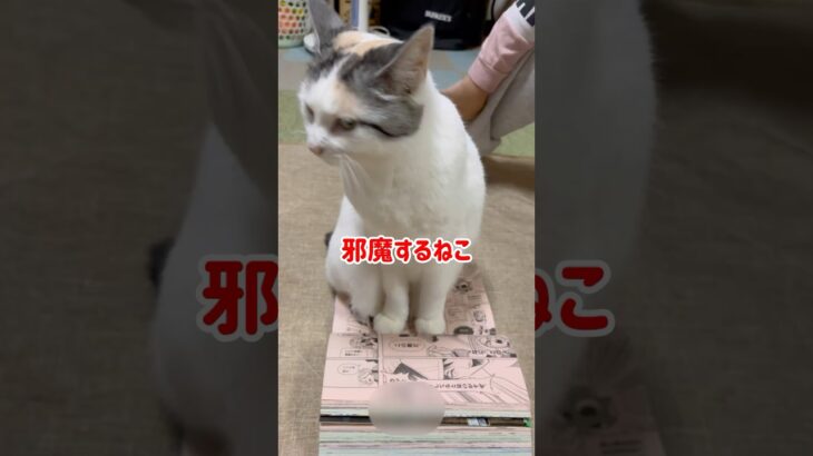 邪魔するねこ😹#ねこ#ねこ動画 #ペット#かわいい猫 #動物好き #らら#ねこ動画 #ねこのいる生活 #ショート動画 @まーりんブログ