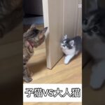 子猫vs大人猫 #おもしろ #動物 #猫 #animals