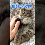 【猫好き必見‼️】 猫のおもしろハプニング集2！思わず笑っちゃう！#おもしろ動画, #癒し, #猫