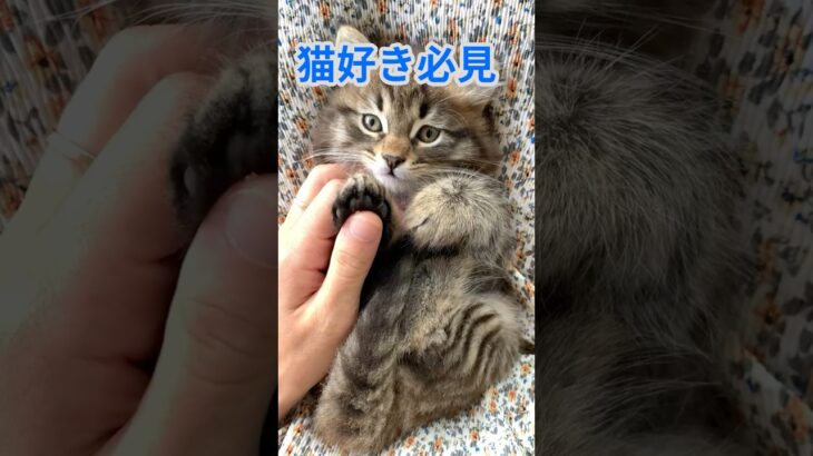 【猫好き必見‼️】 猫のおもしろハプニング集2！思わず笑っちゃう！#おもしろ動画, #癒し, #猫