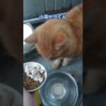 窓が凍ていて開かないハプニング⛄飼い主のいない猫問題を、優しい気持ちで解決することを目指します🍀【犬猫殺処分率ワースト(2020年度)の長崎県で殺処分ゼロを目指すチャンネル】