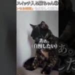 猫のおもしろ動画にツッコミどころ満載なアフレコしてみた＃217【今年もよろしくお願いします】【ハプニング映像】#shorts　#アフレコ #面白動画