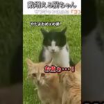 猫のおもしろ動画にツッコミどころ満載なアフレコしてみた＃218【缶詰】【ハプニング映像】#shorts　#アフレコ #面白動画