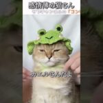 猫のおもしろ動画にツッコミどころ満載なアフレコしてみた＃229【被り物】【ハプニング映像】#shorts　#アフレコ #面白動画