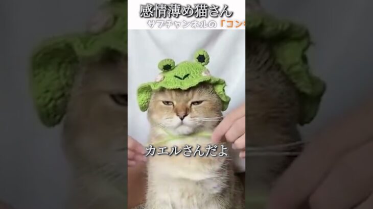 猫のおもしろ動画にツッコミどころ満載なアフレコしてみた＃229【被り物】【ハプニング映像】#shorts　#アフレコ #面白動画