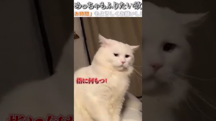 猫のおもしろ動画にツッコミどころ満載なアフレコしてみた＃232【もふもふ】【ハプニング映像】#shorts　#アフレコ #面白動画