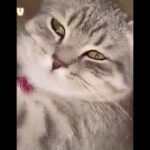 【激カワ&おもしろ映像】猫のかわいい&面白い動画総編集 60分