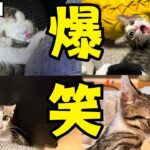 【爆笑】おもしろ子猫映像60連発！総集編