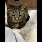 猫が歌う話題のDreamFace使って歌わせてみた！part2　#dreamface #AI #cat #猫 #おもしろ動画