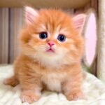 【マンチカンの子猫】今日は今日で元気な猫がローテーションしてくる件 ～猫のいる生活Vol.1067～出産動画 マンチカン短足・ミヌエット・ペルシャ猫専門ブリーダー『ペット蔵人』【子猫の成長記録】