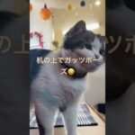 猫じゃらしで手が筋肉痛〜💦　#猫　#cat #子猫　#こねこ #子ネコ　#ねこ # 猫好き　#猫のいる暮らし  #ショート