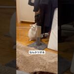 なんかツボ　#おすすめ#猫#おもしろ#猫のいる暮らし##猫動画#ねこ#いいね#チャンネル登録お願いします#cat