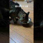 猫に餌をあげる#cat #猫のいる暮らし #ねこ #おもしろ #かわいい