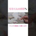 肉球フェチの方へ🐾🩷 #猫 #cat #猫のいる暮らし #保護猫 #白猫 #猫癒し動画