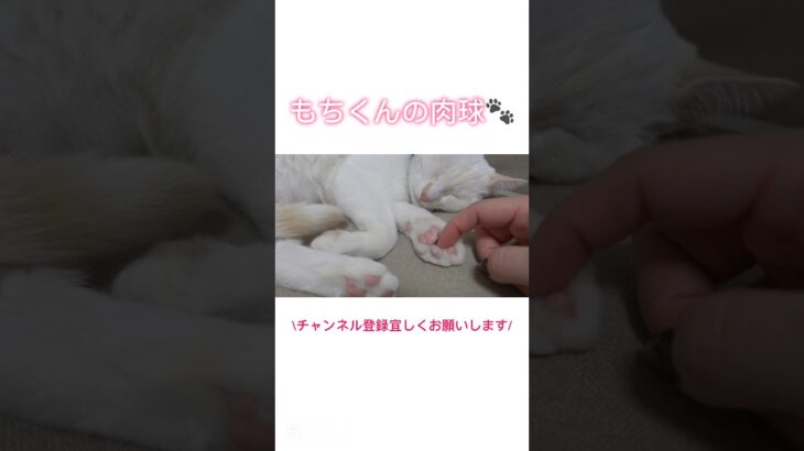 肉球フェチの方へ🐾🩷 #猫 #cat #猫のいる暮らし #保護猫 #白猫 #猫癒し動画