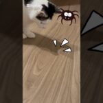 生まれて初めて蜘蛛と遭遇した子猫の反応　#猫 # #cat #猫のいる暮らし