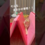 【保護猫日記📔】おっちょこちょいクッキー🐱ハプニング後はおすまし顔🤣　#猫 #子猫 #cat #catshorts #茶トラ