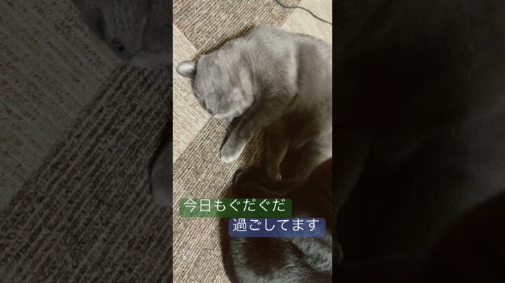 ぐだぐだ過ごす猫ちゃん　#猫 #子猫 #猫のいる暮らし #猫写真  #猫好き #cat#catstagram #ラム #銀#ラムと銀　#保護猫