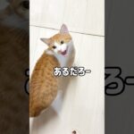 台所で晩御飯作ってたら子猫が血相を変えてやって来ました#shorts