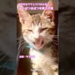 あーぱつあぱつを歌う子猫 #shorts #kitty #apt #保護猫 #猫のいる暮らし