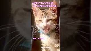 あーぱつあぱつを歌う子猫 #shorts #kitty #apt #保護猫 #猫のいる暮らし