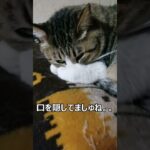 お魚食べたのだーれだ。 #shorts#猫#cat