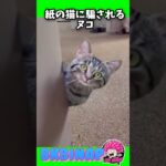 かわいいヌコと音楽に癒されたら寝ろ❗️#猫 #ねこのいる暮らし