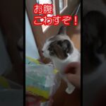 やっぱりビニールが好き❗🐈️#猫#癒し#ビニール