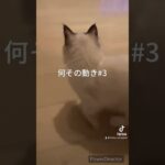 おもしろい動きをする猫#ねこ #猫のいる暮らし #猫かわいい #子猫