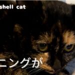 【保護猫】早速ハプニング