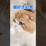 【猫好き必見‼️】 猫のおもしろハプニング集！思わず笑っちゃう！#おもしろ動画, #面白い動画, #猫