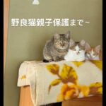 ♯野良猫♯野良猫親子♯野良猫保護♯野良子猫