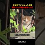 〇〇で亡くなった母猫、取り残された子猫の運命とは？