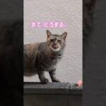 みわ、近所のネコさんを観察する。　　　　　　　　　　　　　 #猫　#おもしろ動画 　#のら猫