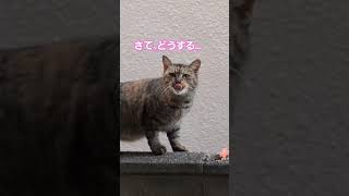 みわ、近所のネコさんを観察する。　　　　　　　　　　　　　 #猫　#おもしろ動画 　#のら猫