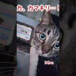 うちの猫の見ちゃった… #保護猫 #かわいい子ねこ #猫ショート