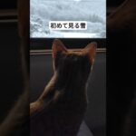 『子猫かのん』初めて見る雪☃