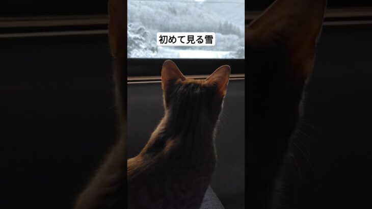 『子猫かのん』初めて見る雪☃