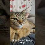 家のにゃんこちゃんです😊#猫 #癒し