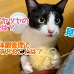 【キーくんかわいい】猫の体調管理で気をつけていることは？￼【質問コーナー】