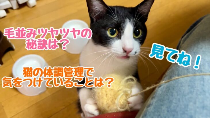 【キーくんかわいい】猫の体調管理で気をつけていることは？￼【質問コーナー】